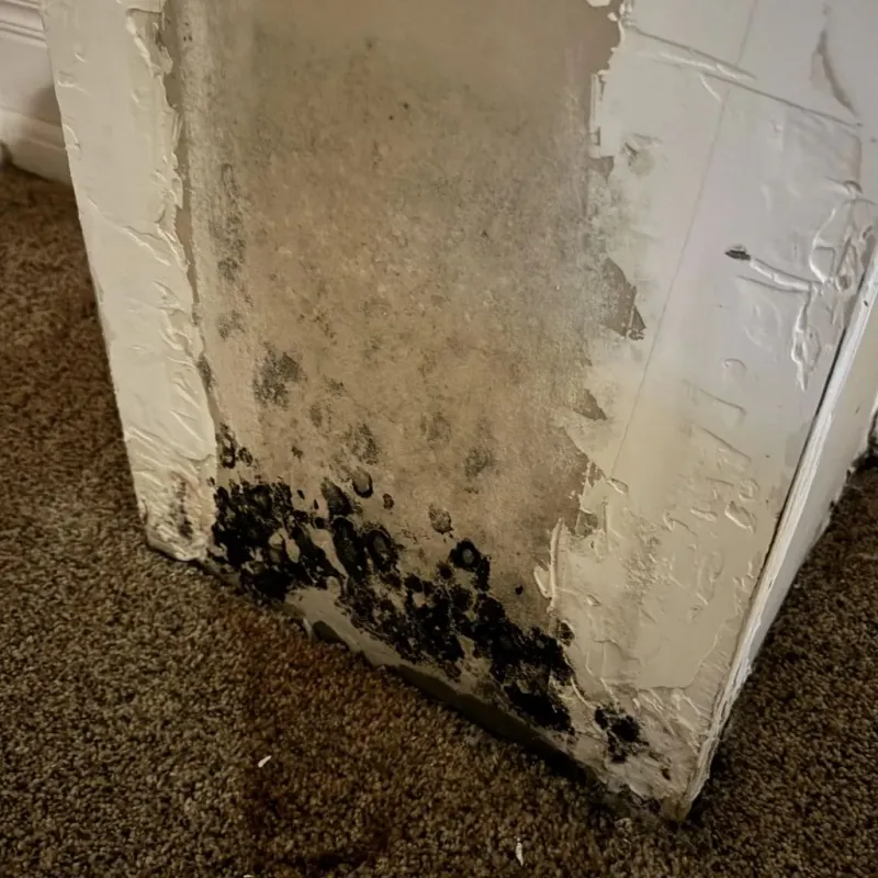 Professional Mold Removal in Santa Clarita, CA